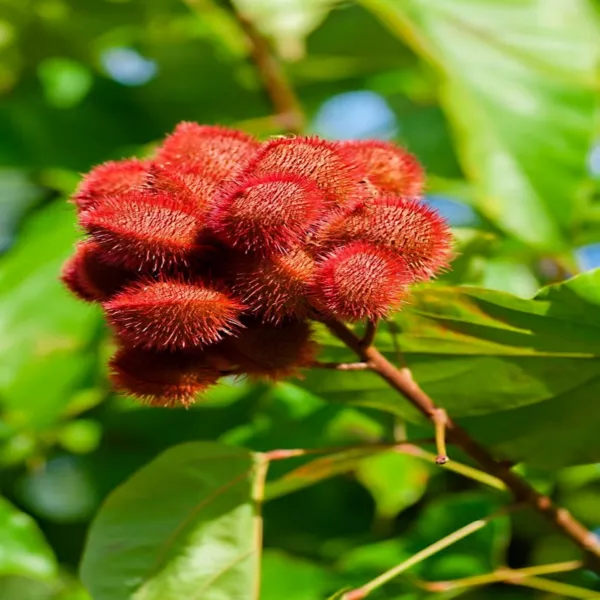 50 Annatto Dye Plant Lipstick Tree Seeds Bixa Orellana Tropical Pink Flowers Fre - $16.90