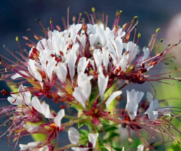 50 Pc Seeds Polanisia Dodecandra Flower, Dwarf Cleome Seeds for Planting | RK - £19.73 GBP