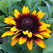 Rudbeckia Seeds Denver Daisy 50 Seeds Rudbeckia Hirta Black Eyed Susangarden Bea - $26.75