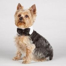 PetEdge Aria Canine Royale Dog Bowtie - Black Satin (Medium) - £7.36 GBP