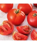 15 Seeds Creole Tomato Non Gmo - £7.14 GBP