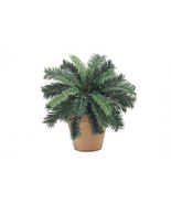 22 in. Cycas Palm Bush X25- 6 Each - €143,82 EUR