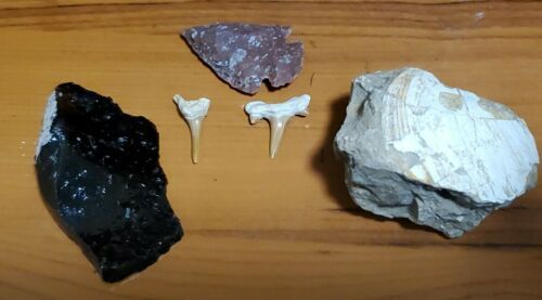 Primary image for Shark Tooth Arrowhead Fossil Lot