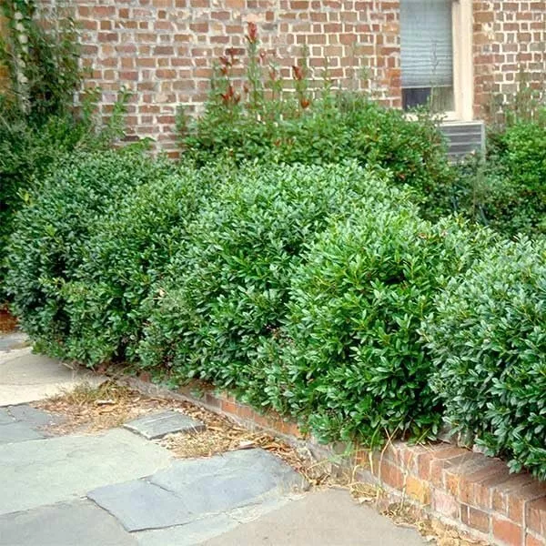 1 Plants Carissa Holly Large Gallon Size Plants Ilex Cornuta - $1,805.52 MXN