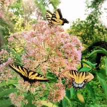 Eupatorium Purpureum Sweet Joe Pye Seed Fresh Seeds USA - $8.98