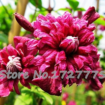  Vine Clematis Potted Clematis Flowers no The Clematis 20 s Seeds - £5.48 GBP