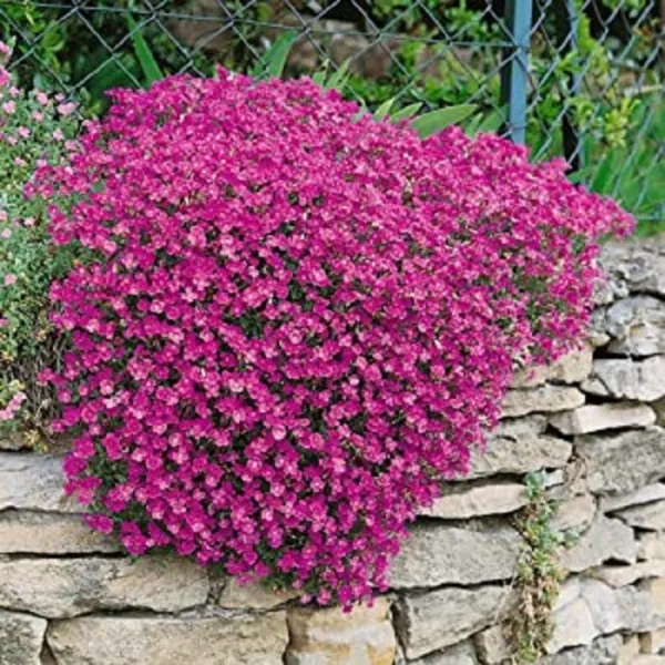 100 Rock Cress Seeds Cascading Red Aubrieta Seeds Perennial Fresh Seeds - $27.50