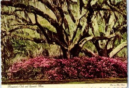 Hangmans Oak and Spanish Moss DeLeon Springs Florida Postcard Posted 1983 - £5.49 GBP