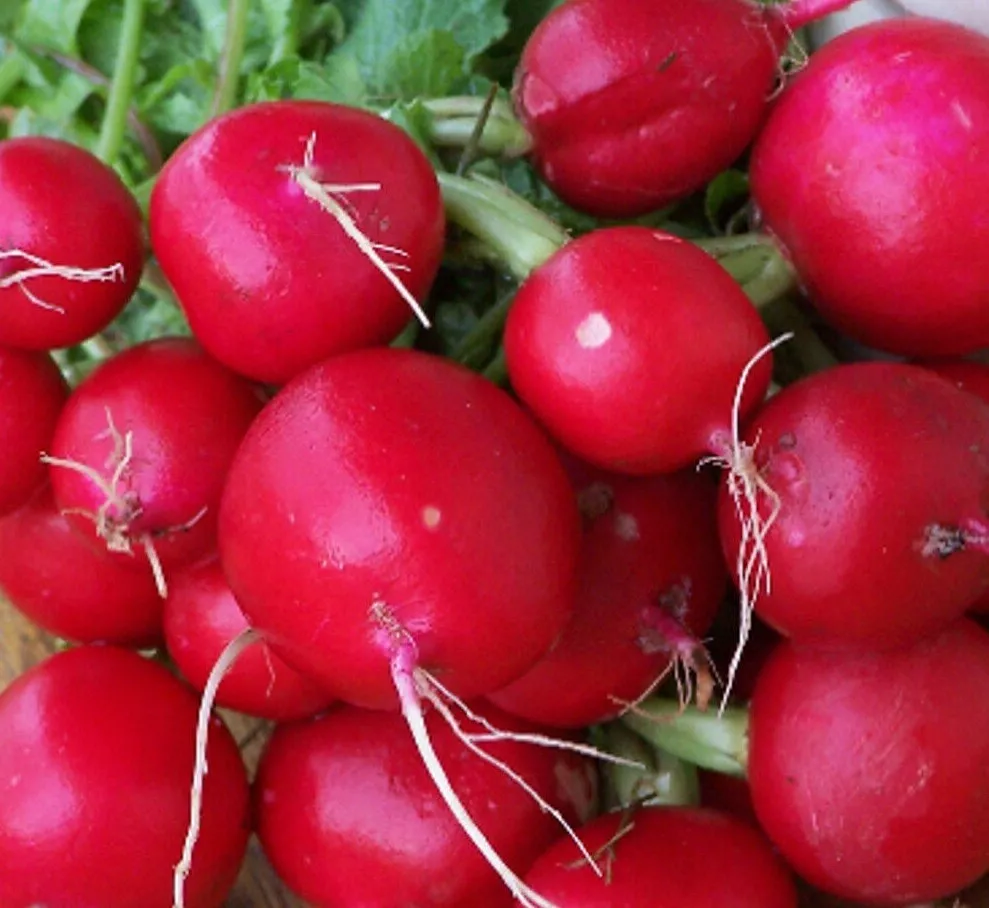 200 Champion Radish Seeds Vegetable Garden - £3.09 GBP