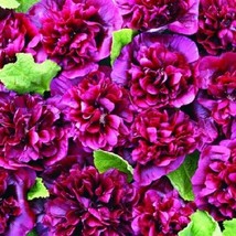 25 Double Blackberry Hollyhock Seeds Perennial Flower Flowers Seed 38  - $8.39