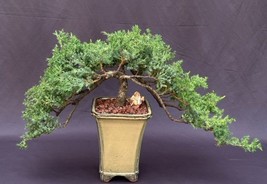 Juniper Bonsai Tree - Double Cascade Style  (juniper procumbens nana)  - £200.92 GBP