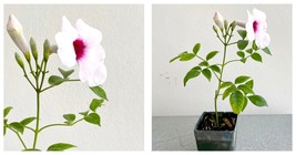 Pink Bower Flower Vine Starter Plant Pink Pandorea Jasminoides Plant Pin... - $35.99