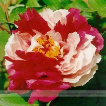Heirloom Red White Peony Seedling Flower &#39;Er Qiao&#39; Seeds, Professional Pack, 5 S - £2.78 GBP