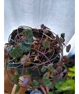 Ceropegia Woodii - String Of Hearts, live plant, houseplant - €13,17 EUR