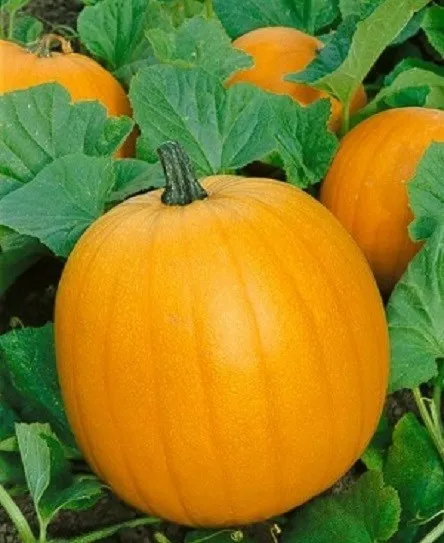 50 Pumpkin Seeds Jack O Lantern Seeds Fresh Seeds - £20.43 GBP