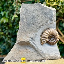 Asteroceras Calcite Ammonite Fossil with Cut Base Jurassic Coast Charmouth UK - $418.91