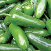 Jalapeno M Pepper Seeds 50+ Hot Spicy Vegetable NON-GMO  - $3.89