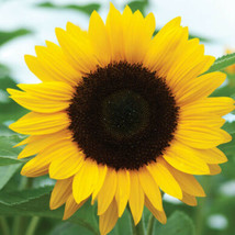 Sunflower Planting Huge Sun Flowers Grow Black Oil Mammoth 2024 Fresh Seeds - £10.51 GBP