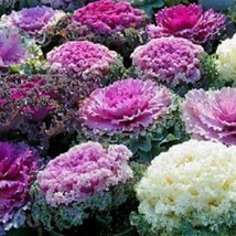 Bin2R11D2 Flowering Kale Seeds Osaka Mix 1000 Seeds Gardening USA Shipping - $67.65