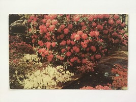  Vintage Postcard Unposted ✉️ Longwood Gardens Kennett Square Pa Usa - £1.95 GBP