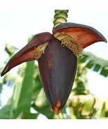 MBK Bin1R7D2 Petunia Seeds Supercascade White 50 Pelleted Petunia Seeds ... - $12.98