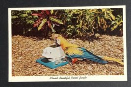 Macaws Bonino Parrot Jungle Bird Miami Florida FL Curt Teich UNP Postcard 1961 - £4.77 GBP