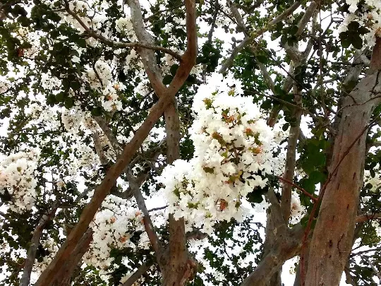 1 live plant crepe myrtle trees snow white flowering crape bush shrub st... - £19.87 GBP