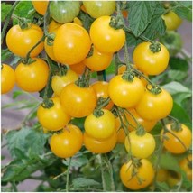 VP 50 Seeds Sweet Canary Tomato Tomatoe Vegetable Garden Edible Canning - $4.53