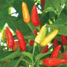 Fresh Seeds USA Tabasco Hot Pepper Seeds Hot Sauce Pepper Seeds Container Seeds  - £12.35 GBP