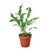 Fern &#39;Blue Star&#39;-4&quot; Pot / Nursery Pot - $528.89 MXN
