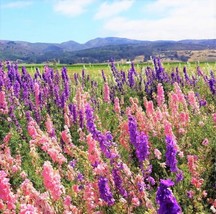 Rocket Mix Larkspur Flower Colorful Delphinium Sun Garden USA - $9.90