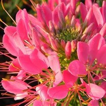 100 Flamingo Spider Seeds Clome Spinosa Perennial Fresh Garden US Shipping - $163.98 MXN