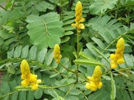 Natural Senna Alexandrina Extract Powder Herbal Detox &amp; Skincare Treatment - $14.85