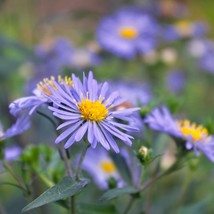 Bee-Friendly Flower Seeds Combo - 30 Violet Daisy Chamomile &amp; Alpine Aster, Idea - £6.43 GBP