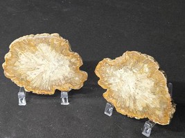 Pair of Petrified Wood Stone Decorative Crystal Slices- White Matching Pair - $737.45 MXN