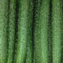 USA SELLER China Long Cucumber Seeds 10 Seeds Fast Shipping - $20.79