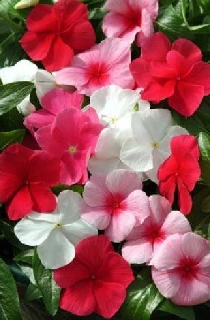 Vinca Seeds 50 Seeds Mediterranean XP Lipstick Mix - $13.65