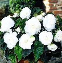 100 pcs Begonia Flower Seeds - White Double Flowers FRESH SEEDS - £6.00 GBP