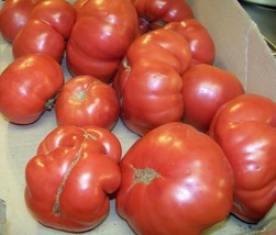 BRN 42 Seeds Tomato Rutgers Heirloom Groco Fresh Garden - $8.97