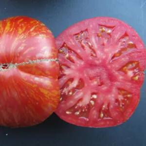 50 Seeds Solar Flare Tomato Heirloom Vegetable Tomatoe Edible Fresh Garden - £7.34 GBP
