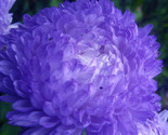 Aster (Callistephus Tall Paeony Duchess) Dark Blue 50 Flower Seeds - $7.98