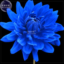 ALGARD Dahlia Mixed Blue Colorful Perennial Flower Seeds, 50 seeds, professional - £5.41 GBP
