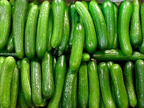 10 Persian Cucumber Seeds Fast Non Gmo Delicious Fresh Garden