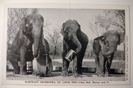 Elephant Orchestra Bass Drums Horn Postcard Wild Animal Show St louis Zoo 1947 - £17.54 GBP