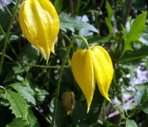 Golden Clematis Seeds For Planting (20 Seeds) Clematis Tangutica Fresh - $21.96
