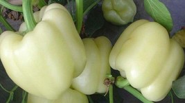 White Bell Pepper Seeds 50 Seeds Nongmo4 Items From US - £6.44 GBP