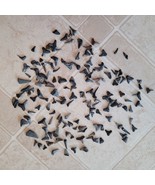 Assorted SHARKS Small Black TEETH FOSSIL SHARK TIGER TOOTH LOT 150+ - $851.79 MXN