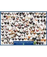 Miniature Fowl Bantam Chicken Colour Poster A2 59cm x 42cm Art Print BLP... - £6.27 GBP