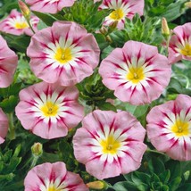 Royal Ensign Rose Pink Morning Glory 25 Seeds Convolvul Tricolor Dwarf - £6.28 GBP