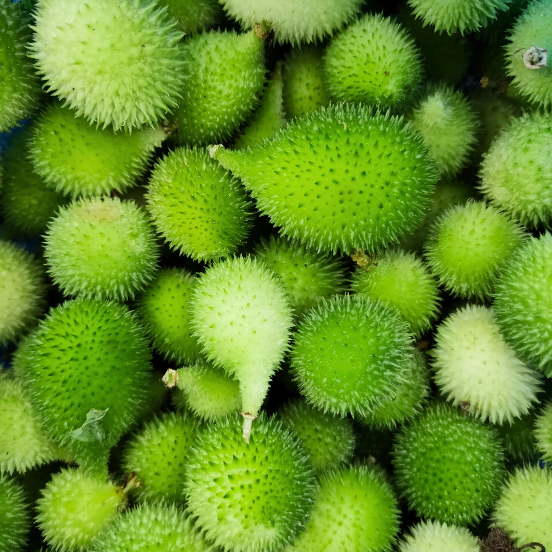 Fresh Kantola | 10 Seeds | Spiny Gourd | Kakrol | Heirloom Non-GMO | Asi... - $157.23 MXN